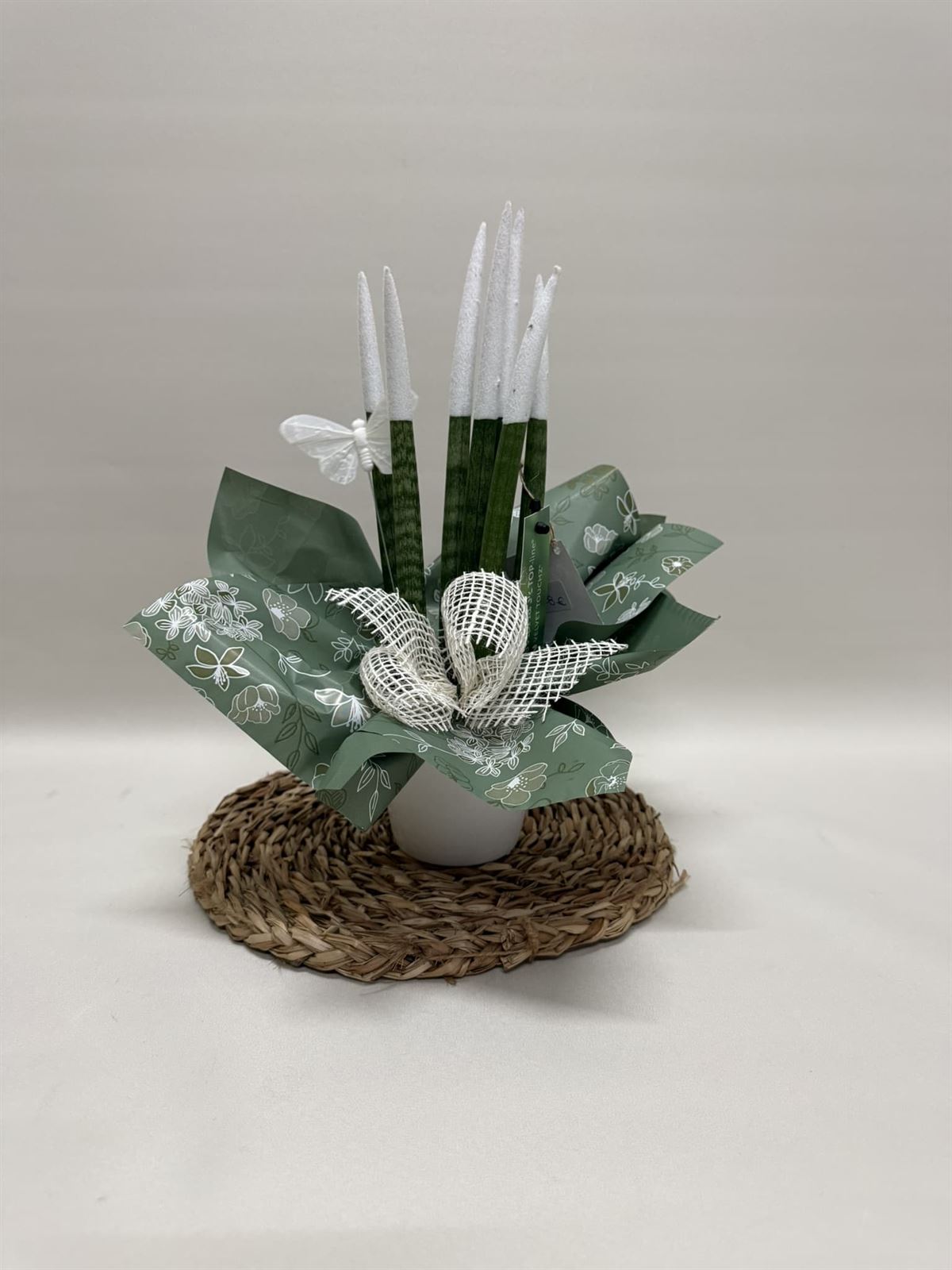 Sansevieria blanca - Imagen 1