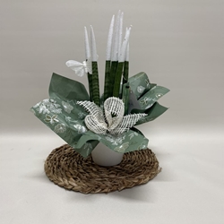 Sansevieria blanca - Imagen 1