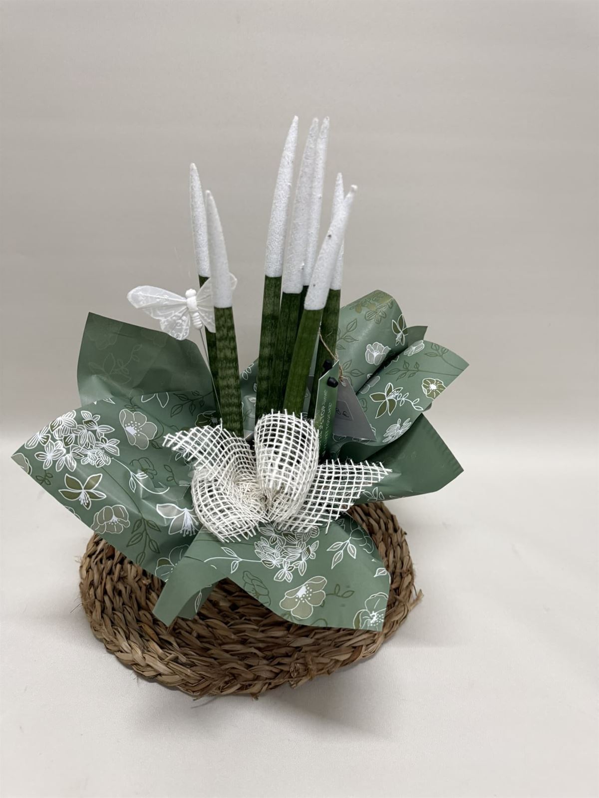 Sansevieria blanca - Imagen 2