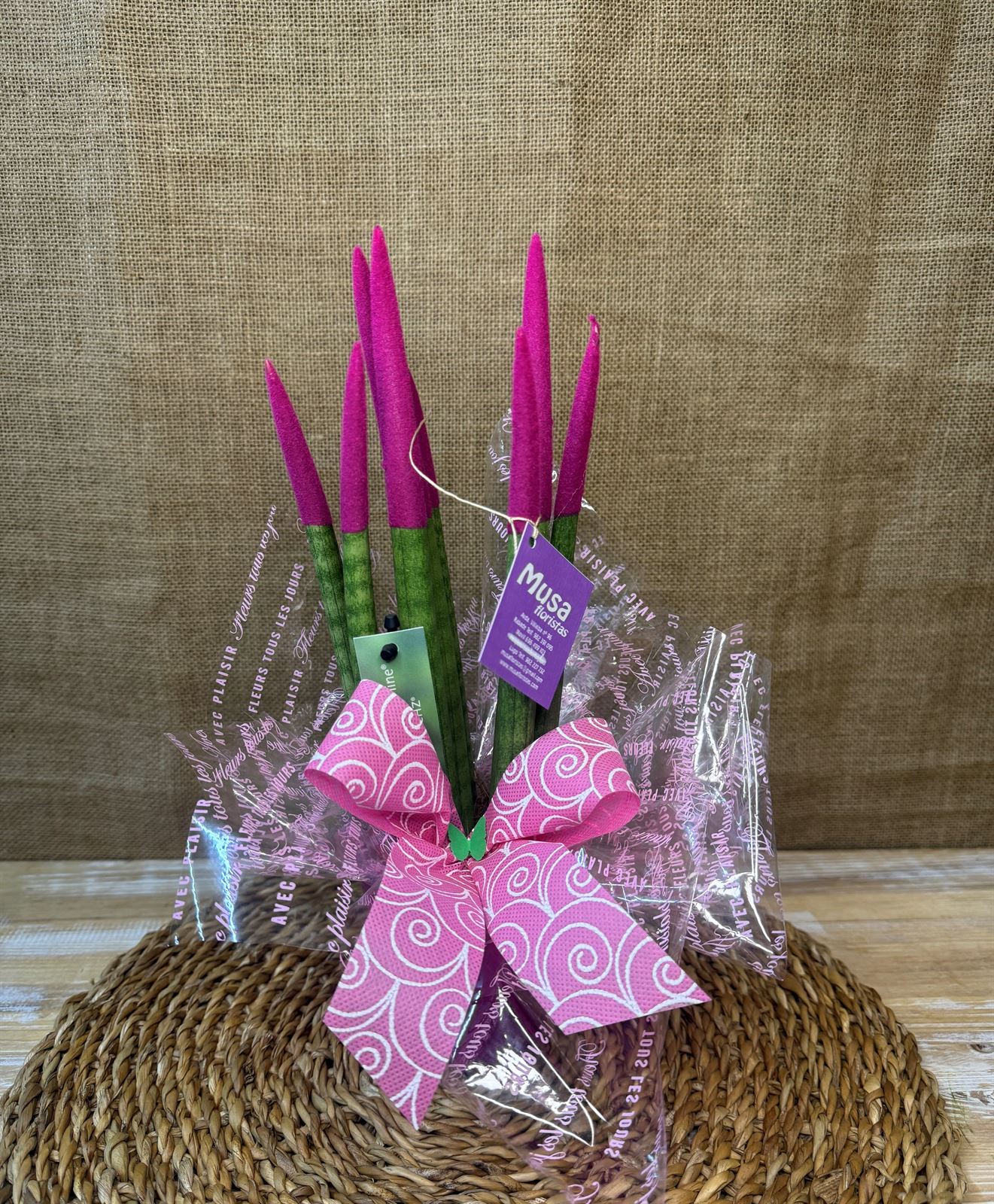 Sansevieria fucsia - Imagen 1