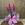 Sansevieria fucsia - Imagen 1