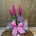 Sansevieria fucsia - Imagen 1