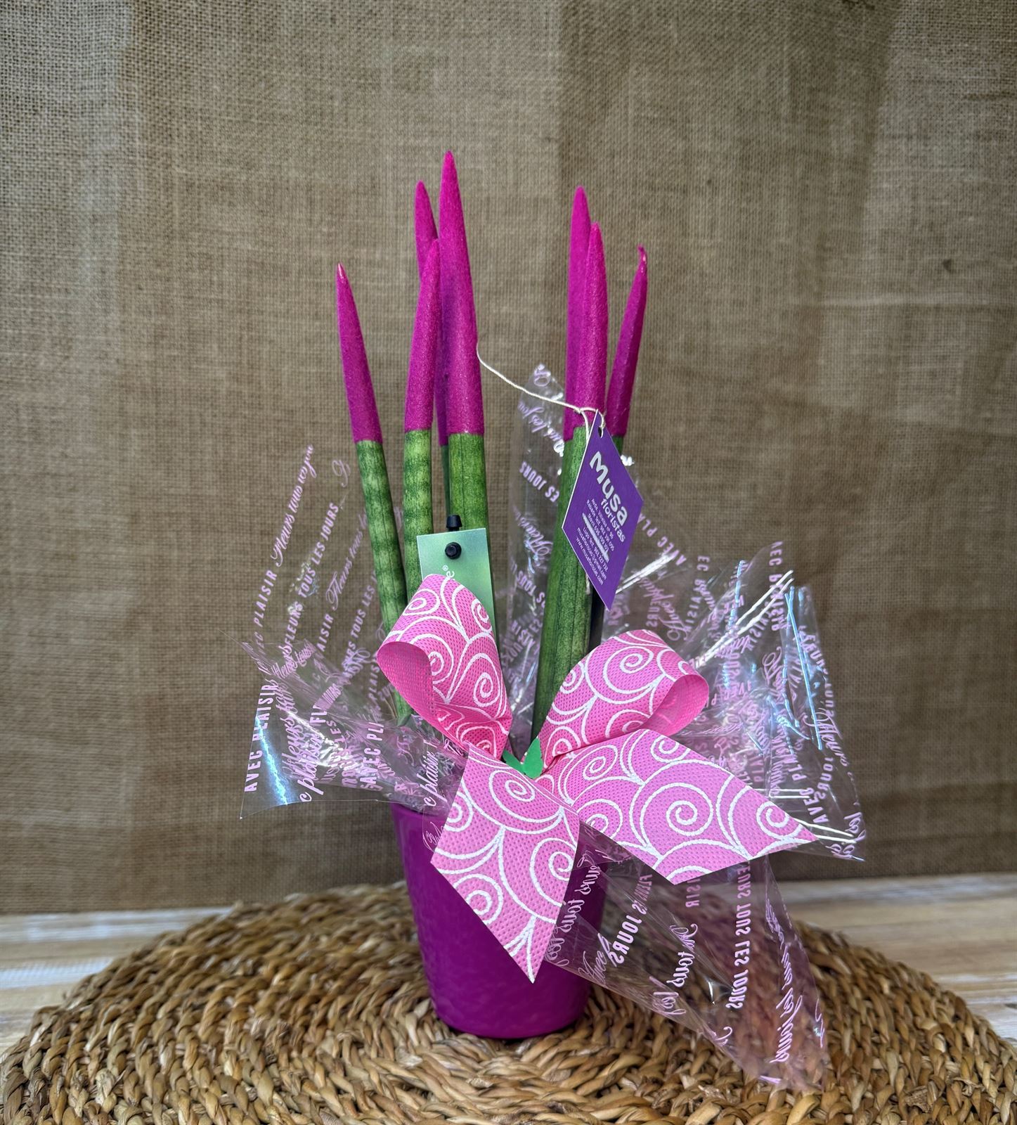 Sansevieria fucsia - Imagen 2