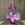 Sansevieria fucsia - Imagen 2