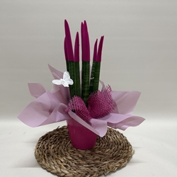 Sansevieria fucsia - Imagen 1