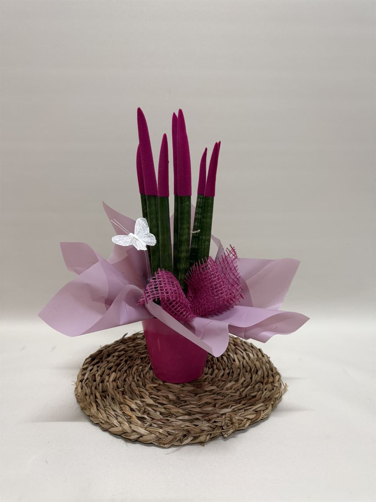 Sansevieria fucsia - Imagen 2