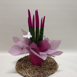 Sansevieria fucsia - Imagen 2