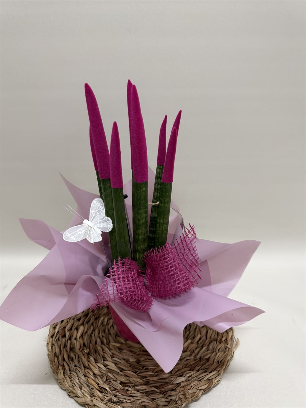 Sansevieria fucsia - Imagen 3