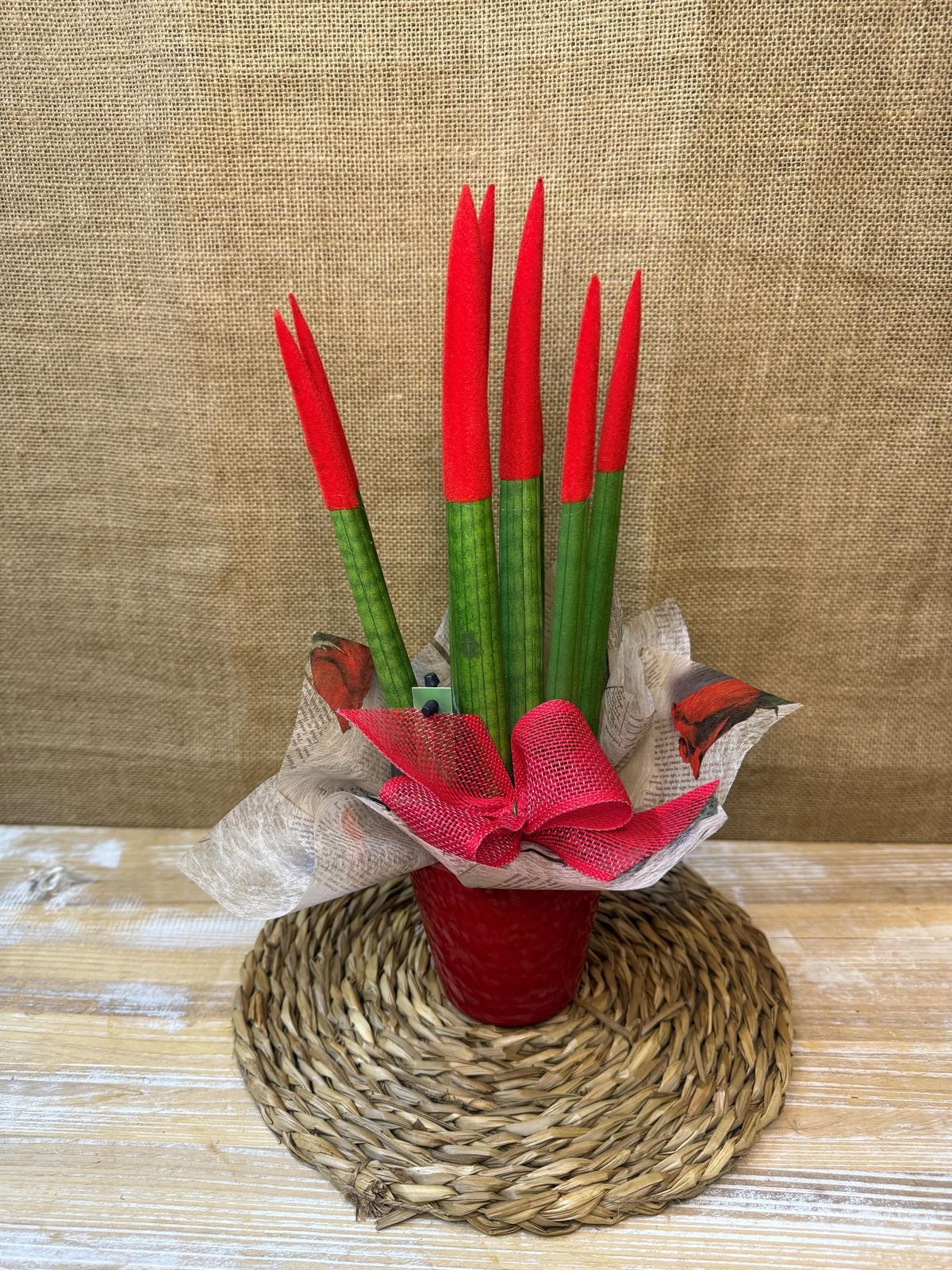 Sansevieria roja - Imagen 1