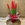 Sansevieria roja - Imagen 1