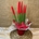 Sansevieria roja - Imagen 1