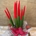 Sansevieria roja - Imagen 2