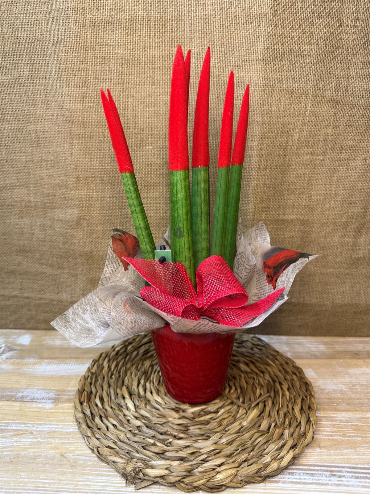 Sansevieria roja - Imagen 3