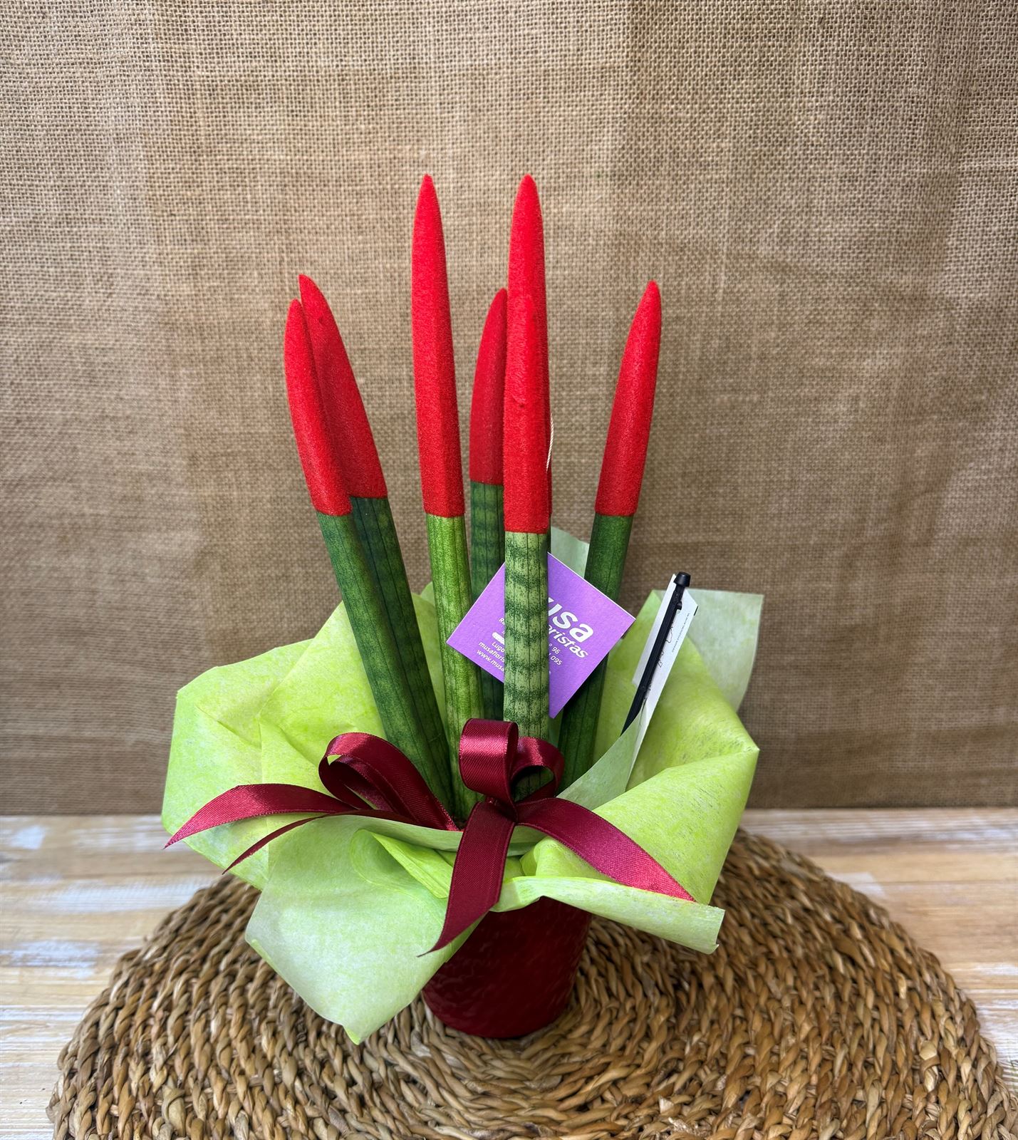Sansevieria roja - Imagen 1