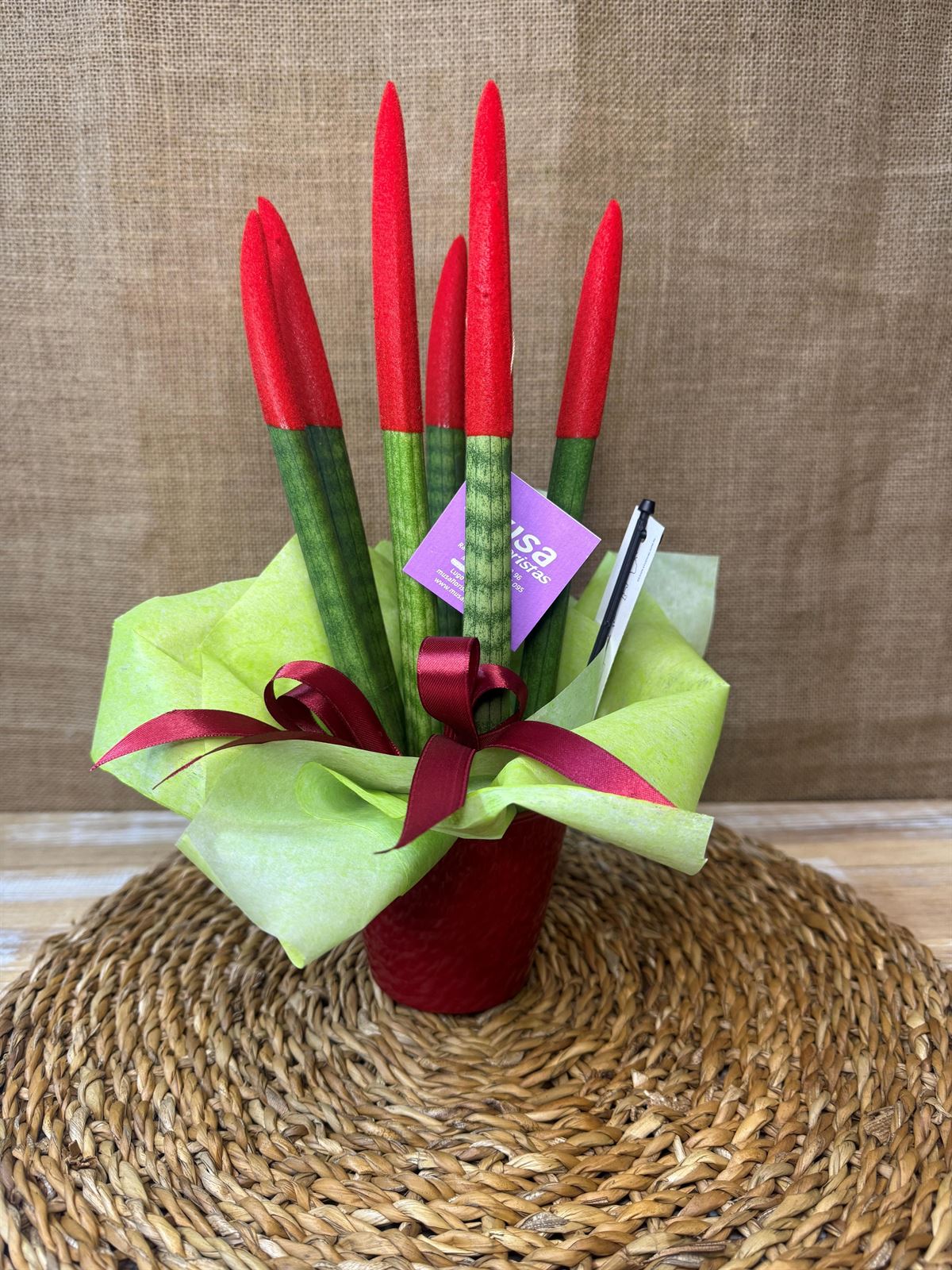 Sansevieria roja - Imagen 2