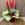 Sansevieria roja - Imagen 2