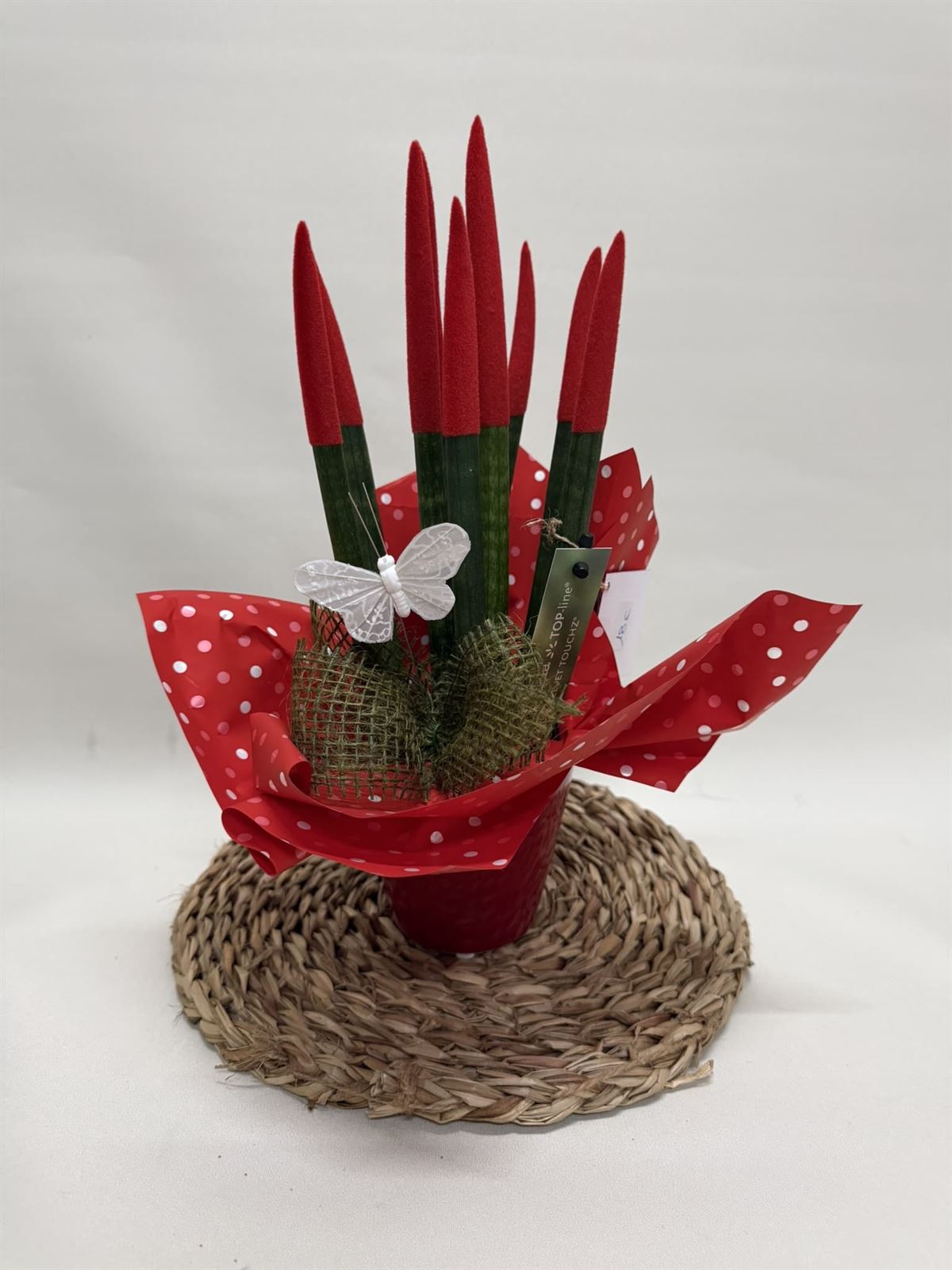 Sansevieria roja - Imagen 1