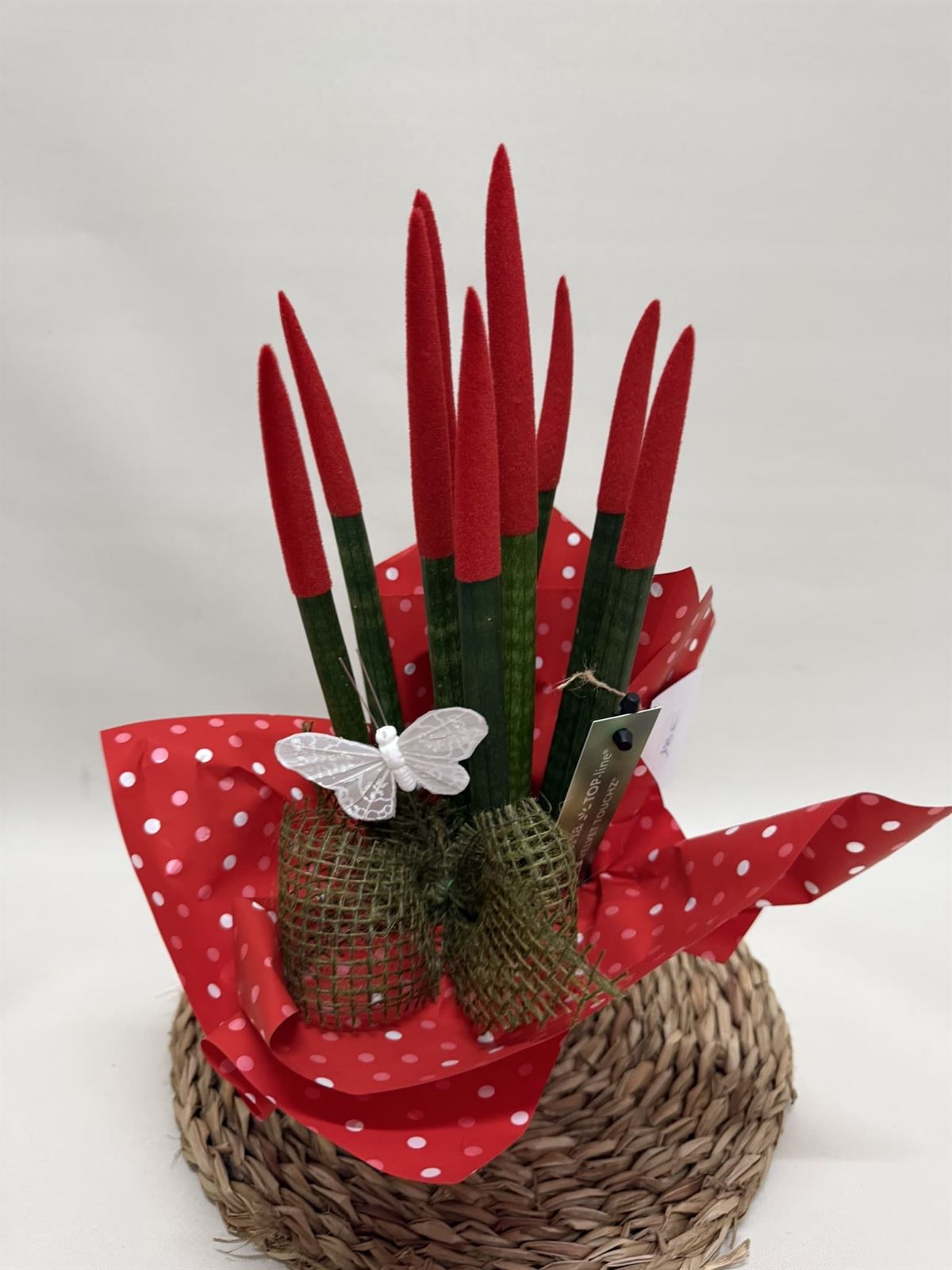 Sansevieria roja - Imagen 2