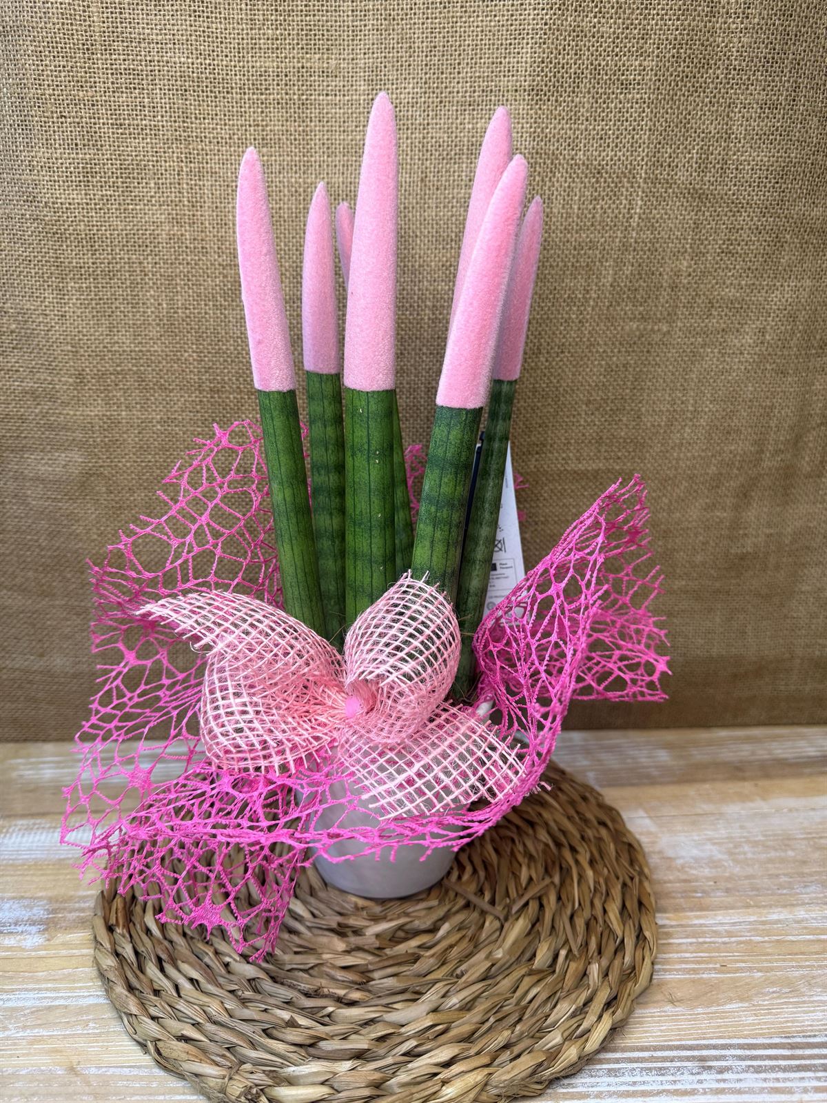 Sansevieria rosa - Imagen 1