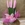 Sansevieria rosa - Imagen 1