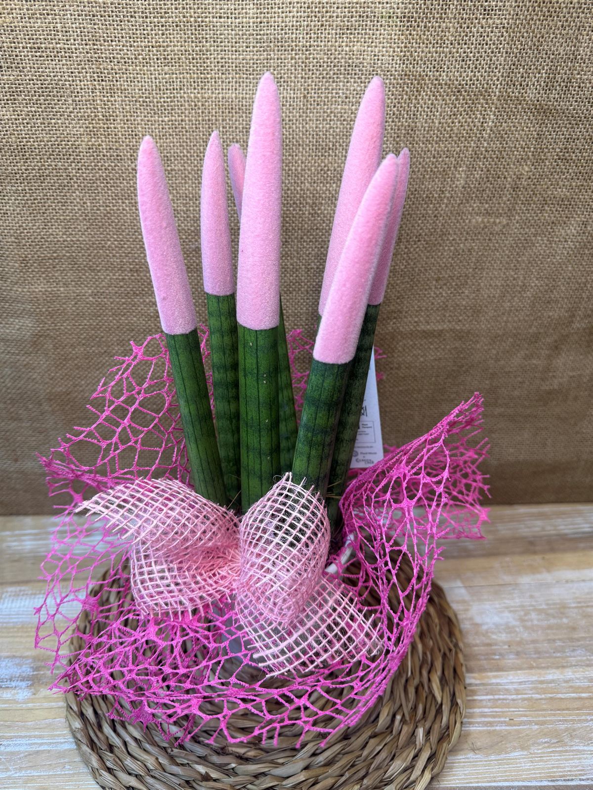 Sansevieria rosa - Imagen 2