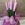 Sansevieria rosa - Imagen 2