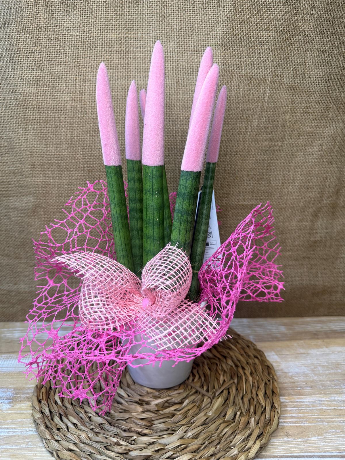 Sansevieria rosa - Imagen 3