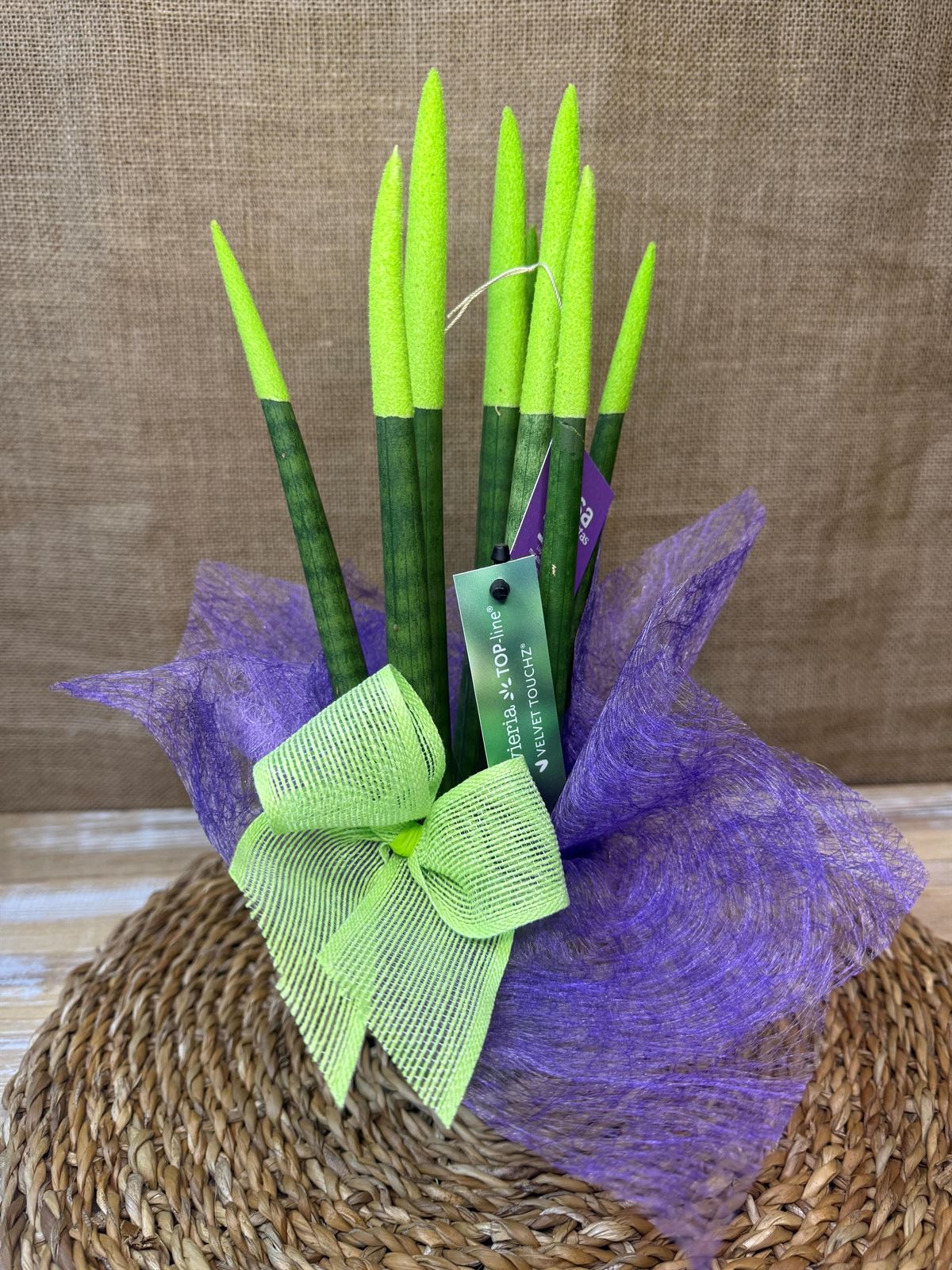 Sansevieria verde - Imagen 1