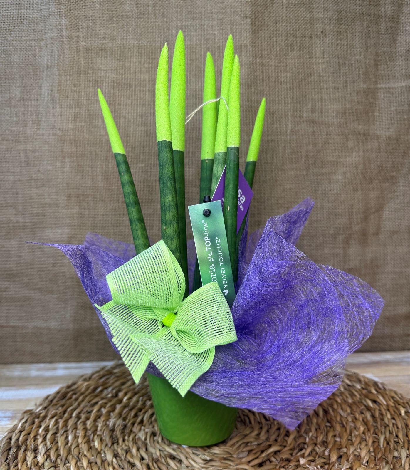 Sansevieria verde - Imagen 2