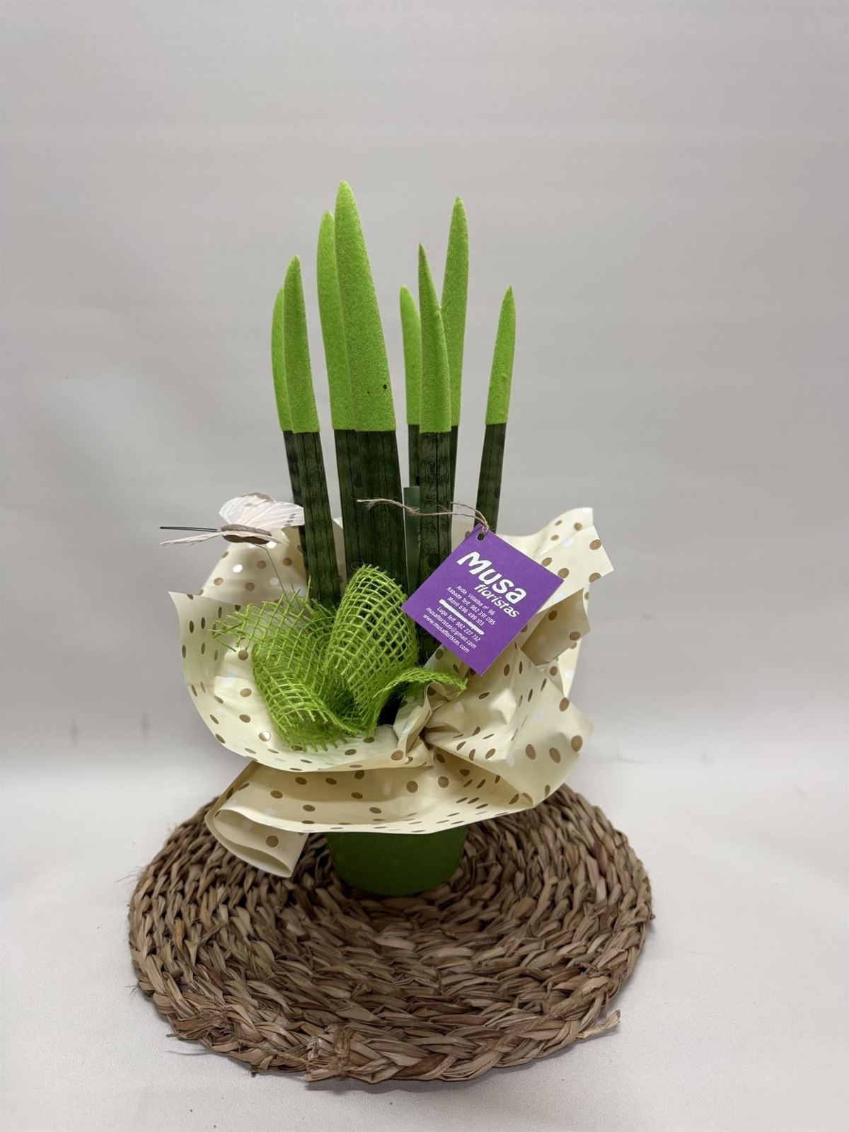 Sansevieria verde - Imagen 1