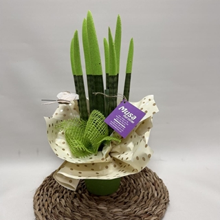Sansevieria verde - Imagen 1