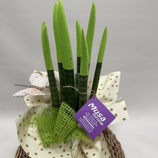 Sansevieria verde - Imagen 2