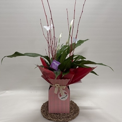 Spathiphyllum en bolsa en tono rojo - Imagen 1