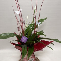 Spathiphyllum en bolsa en tono rojo - Imagen 2