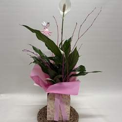 Spathiphyllum en bolsa en tono rosa - Imagen 1