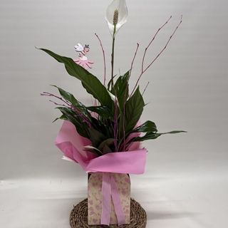 Spathiphyllum en bolsa en tono rosa - Imagen 2