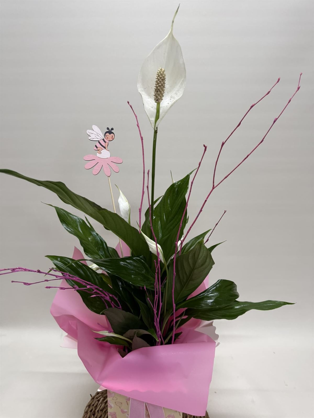 Spathiphyllum en bolsa en tono rosa - Imagen 3