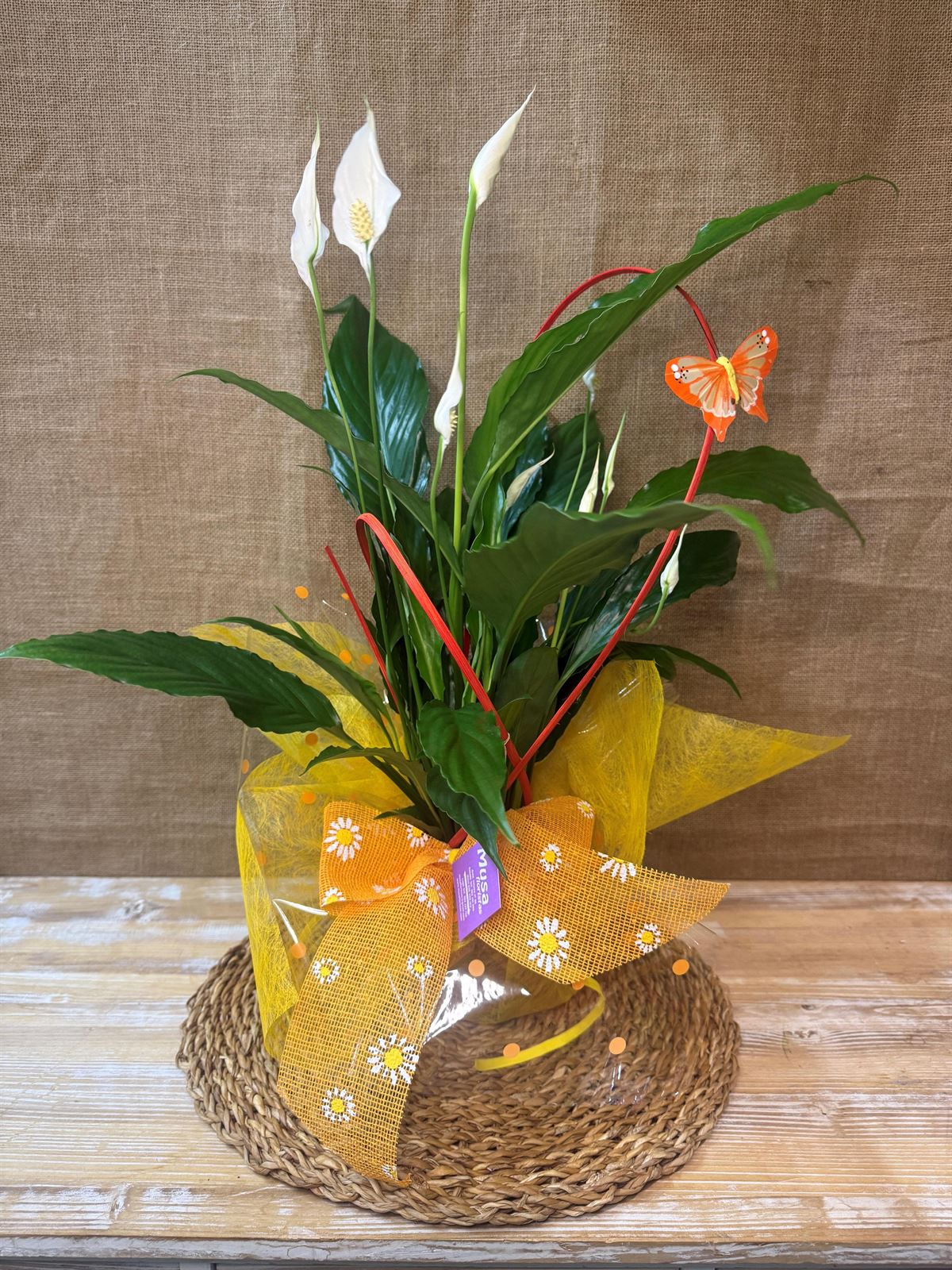 Spathiphyllum - Imagen 1