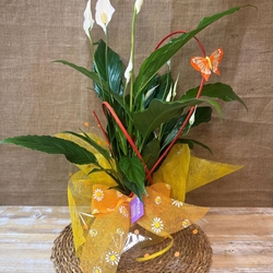 Spathiphyllum - Imagen 1