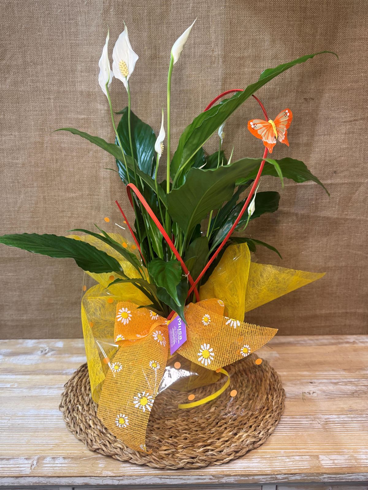 Spathiphyllum - Imagen 2
