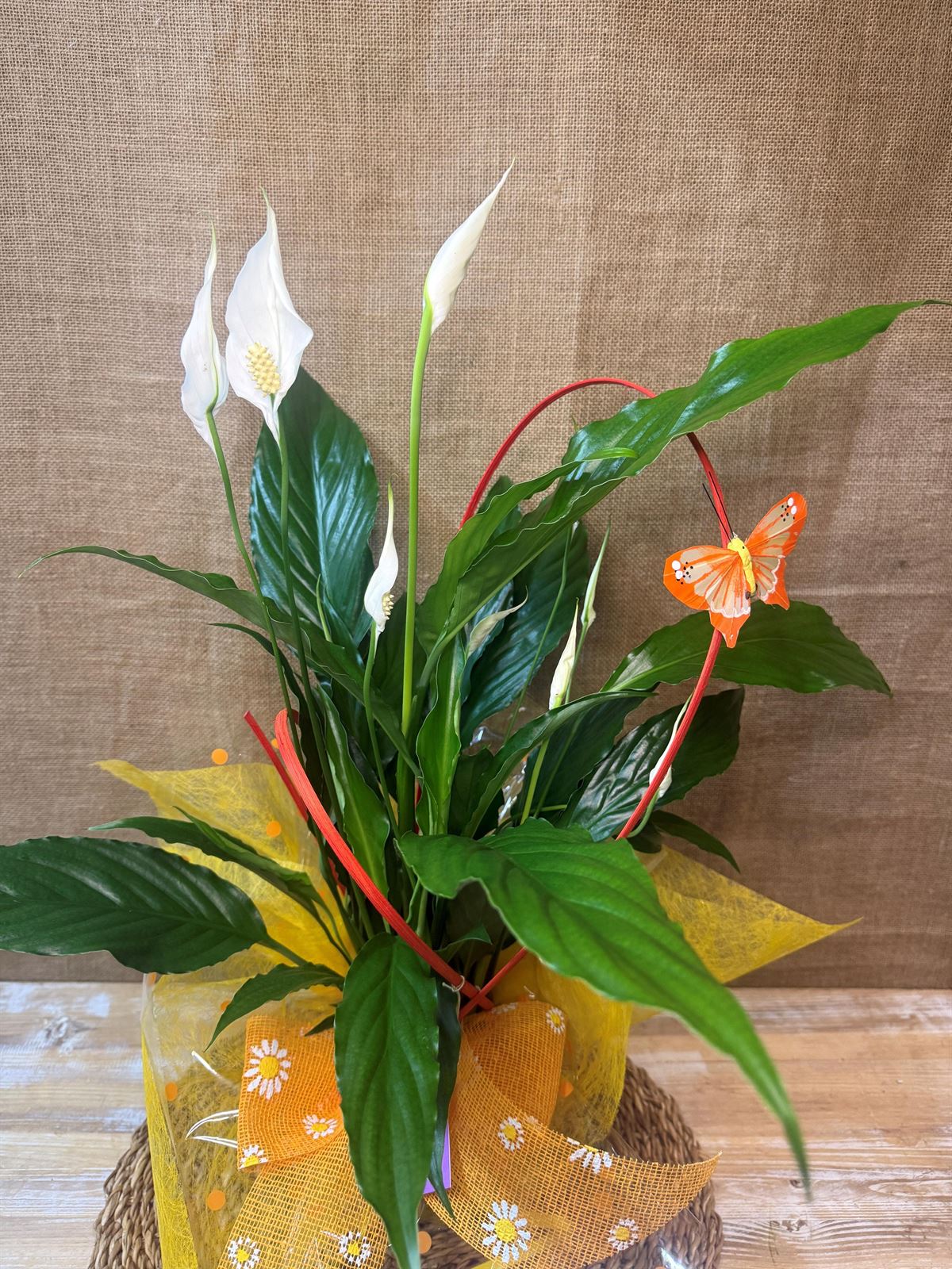 Spathiphyllum - Imagen 3
