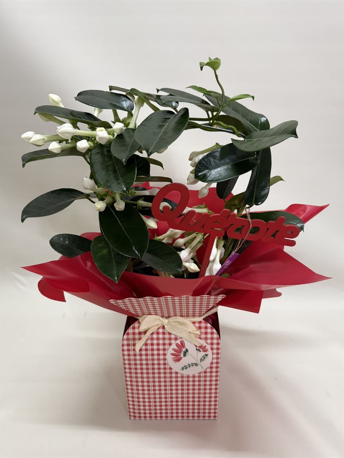 Stephanotis en bolsa - Imagen 2