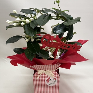 Stephanotis en bolsa - Imagen 2