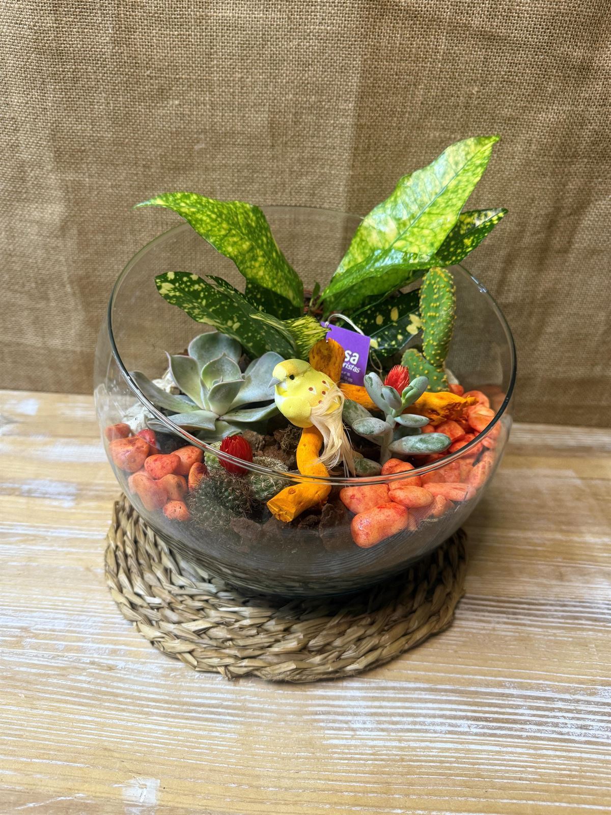 Terrario en base de cristal en forma de pecera cortada - Imagen 1