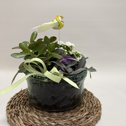 Terrario en base de cristal en tono blancos - Imagen 1