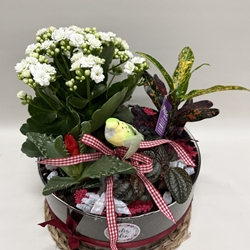 Terrario en base de cristal en tono rojo - Imagen 2