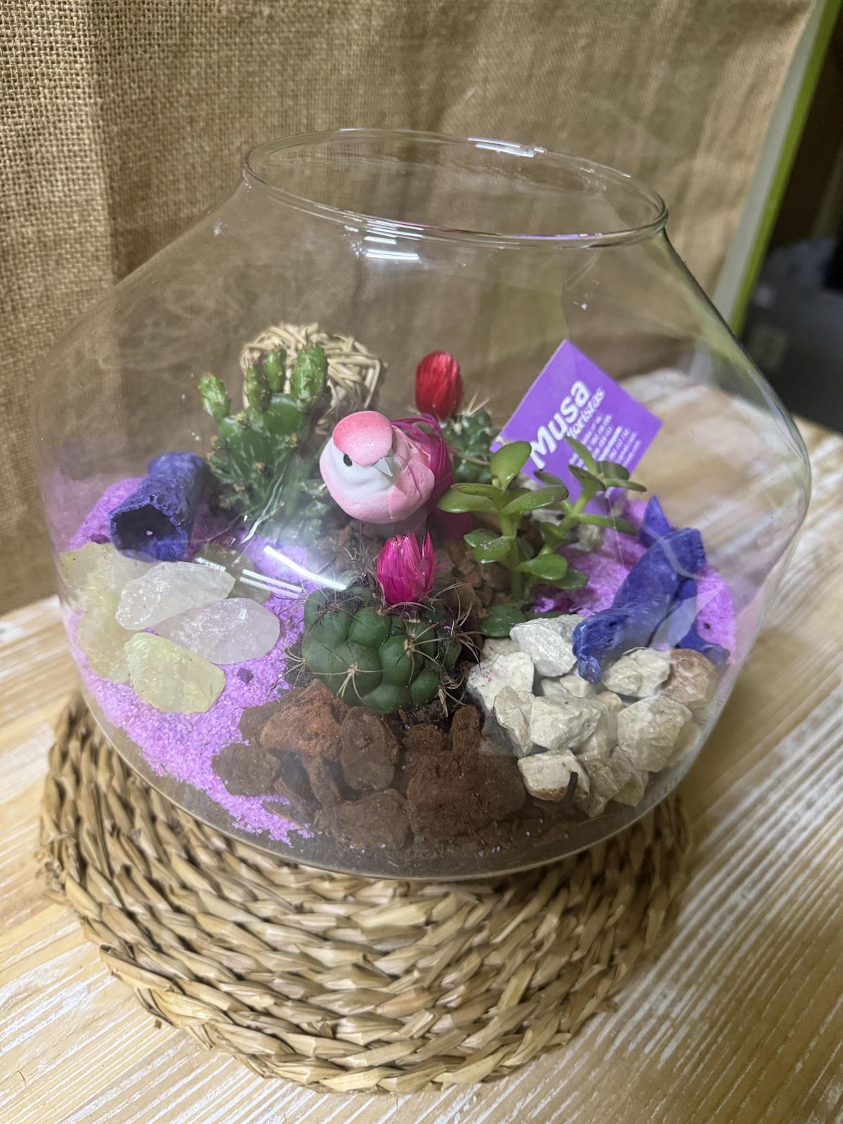 Terrario en base de cristal - Imagen 4