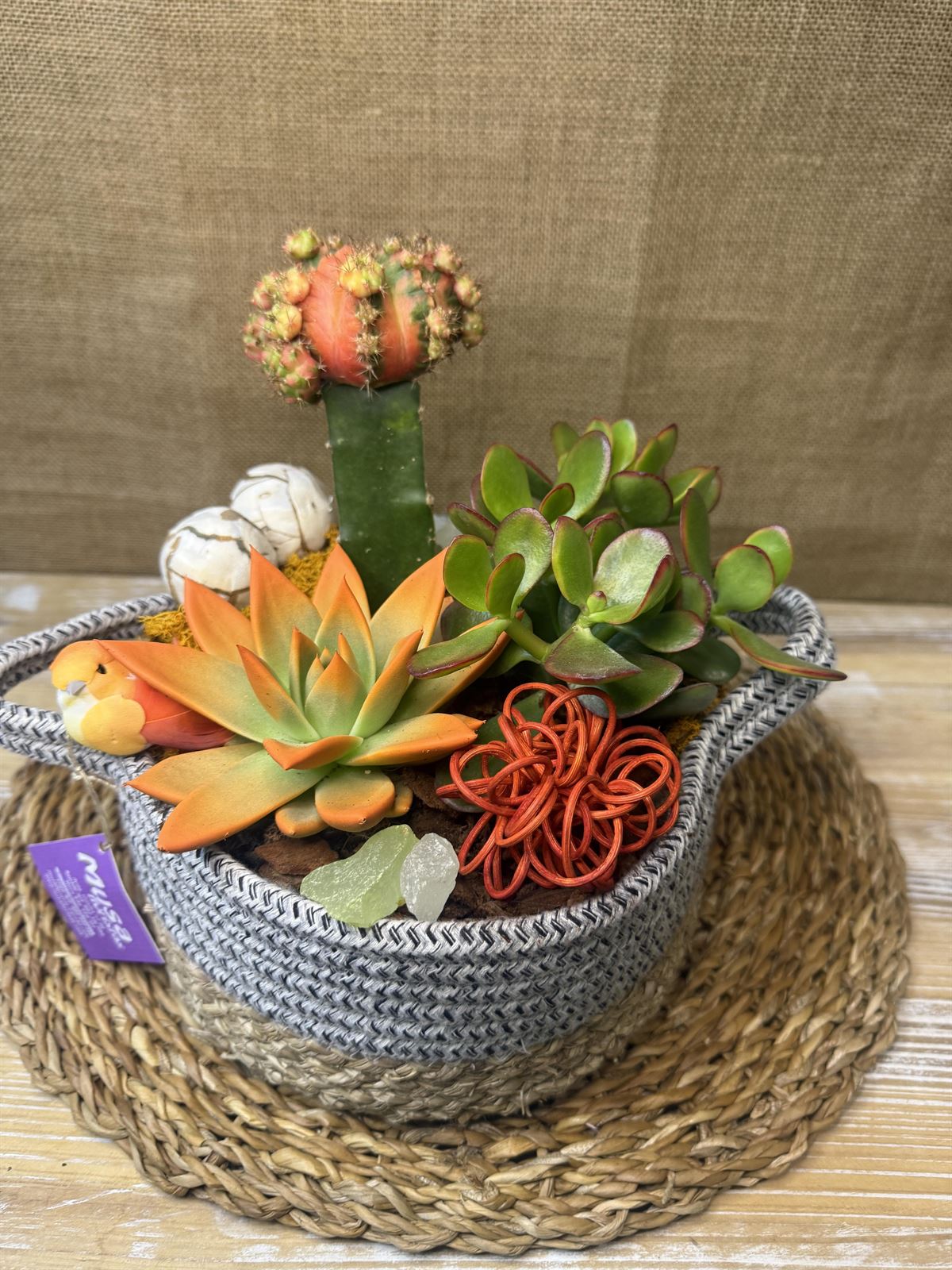 Terrario en cesta de algodón - Imagen 1