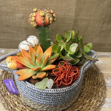 Terrario en cesta de algodón - Imagen 1