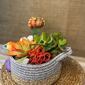 Terrario en cesta de algodón - Imagen 2